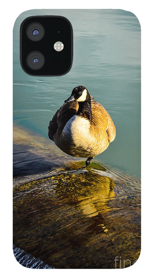 Geese iPhone 12 Case featuring the photograph Female Geese 01 by Kip Vidrine