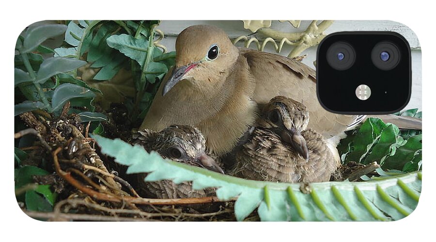 Birds iPhone 12 Case featuring the photograph Mama Morning Dove by Leslie Manley