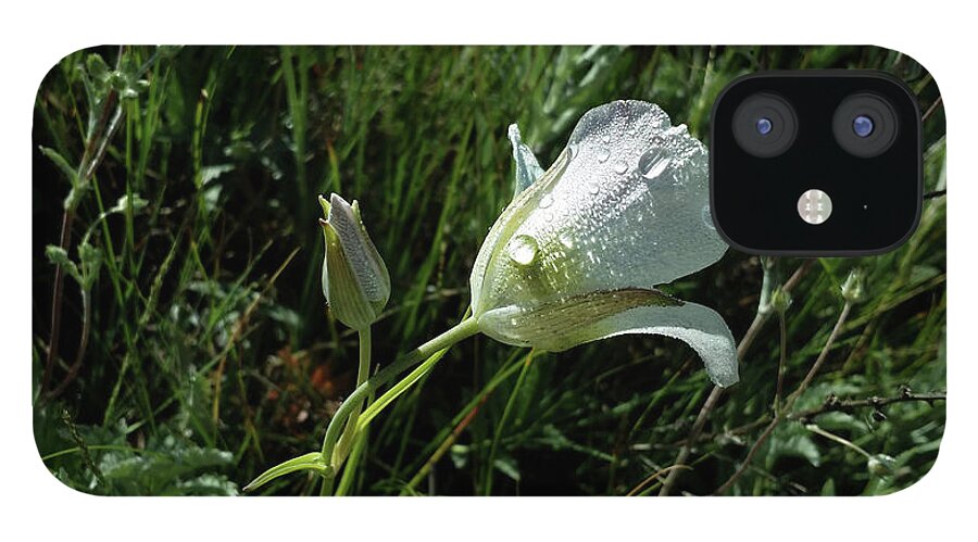 Dewdrops iPhone 12 Case featuring the photograph Mariposa Rocky Mountain Meadow #1 by Laura Davis