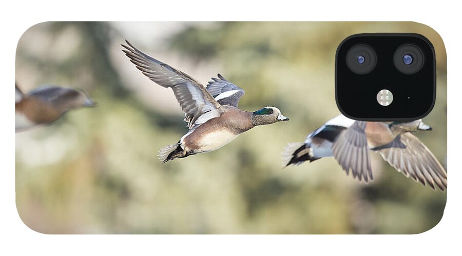 Duck iPhone 12 Case featuring the photograph Masked Procession by Douglas Kikendall