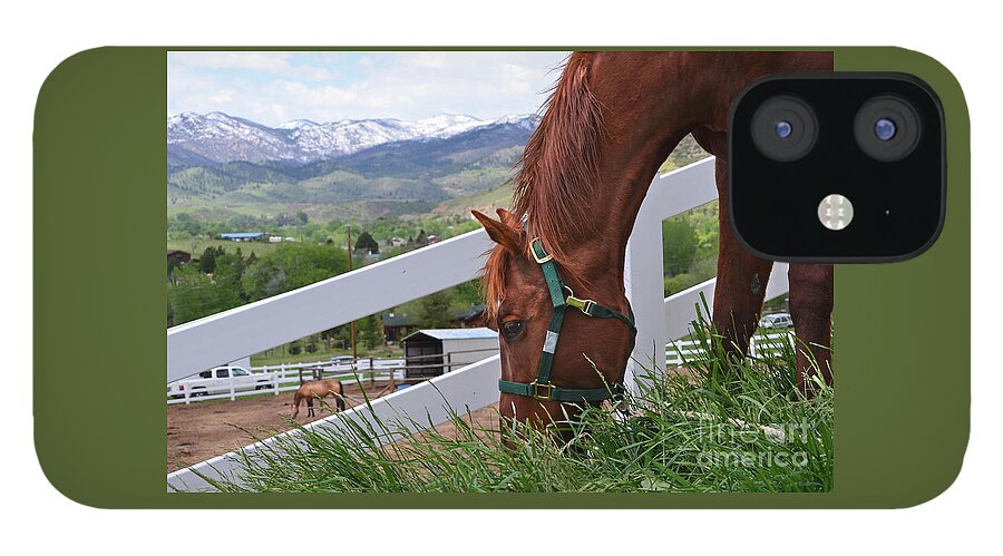 Secretariat iPhone 12 Case featuring the photograph McCool Grazing by Cindy Schneider
