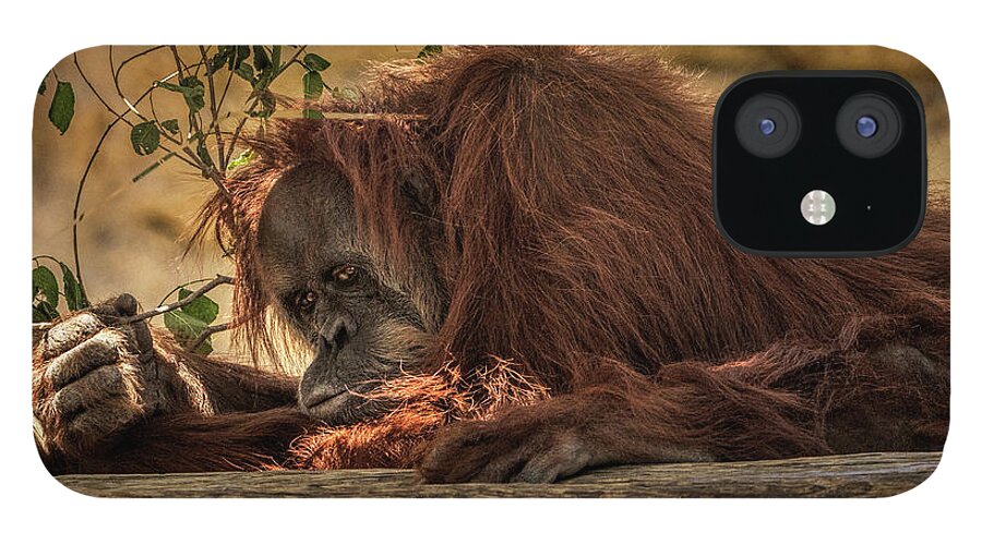Orangutan iPhone 12 Case featuring the photograph Melancholy by Michael McKenney