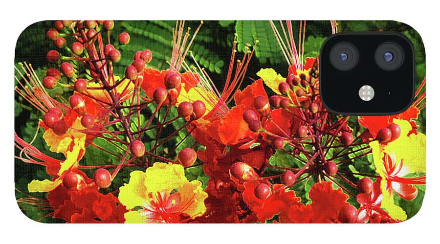 Mona Stut iPhone 12 Case featuring the photograph Mexican Bird Of Paradise by Mona Stut