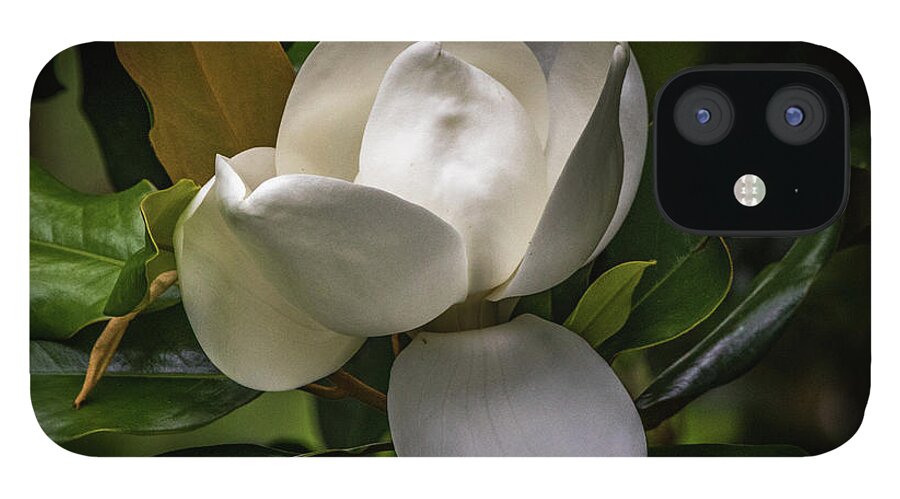 Magnolia iPhone 12 Case featuring the photograph Mississippi In Bloom by JASawyer Imaging
