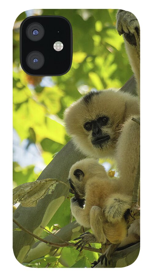Zoo iPhone 12 Case featuring the photograph Mommy Gibbon by John Benedict