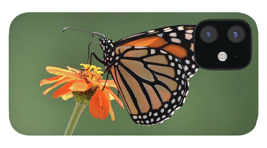 Monarch iPhone 12 Case featuring the photograph Monarch by Ben Foster