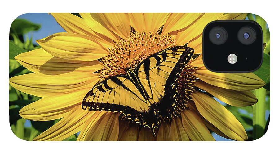 Male Eastern Tiger Swallowtail - Papilio Glaucus iPhone 12 Case featuring the photograph Male Eastern tiger swallowtail - Papilio glaucus and Sunflower by Louis Dallara