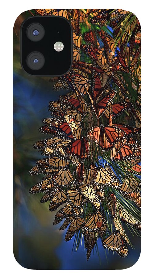 Monarch Cluster iPhone 12 Case featuring the photograph Monarch Cluster by Beth Sargent