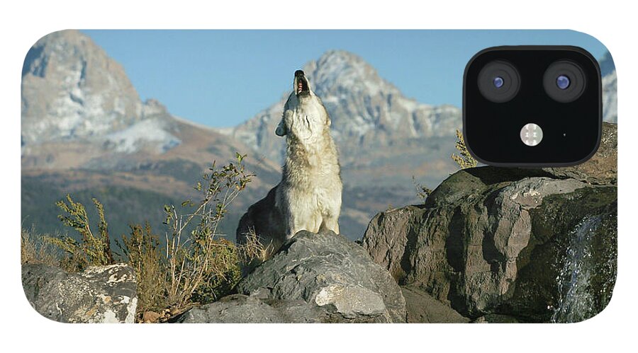 Wolf iPhone 12 Case featuring the photograph Morning Howl by Ronnie And Frances Howard