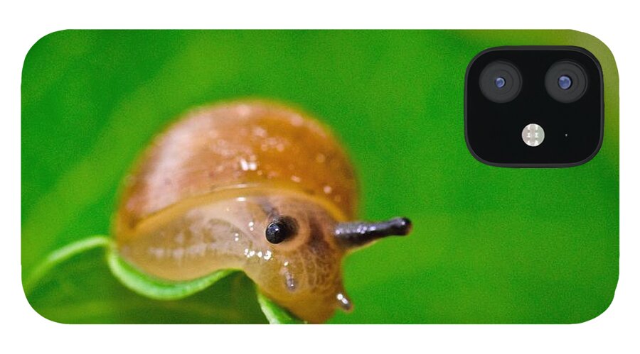 Wall Art iPhone 12 Case featuring the photograph Morning Snail by Jeffrey PERKINS