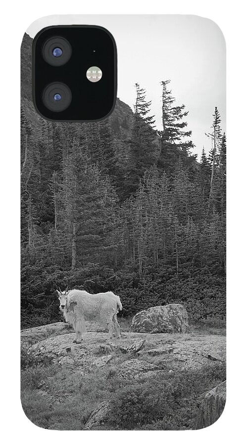  iPhone 12 Case featuring the photograph Mountain Goat at Mohawk by Ivan Franklin
