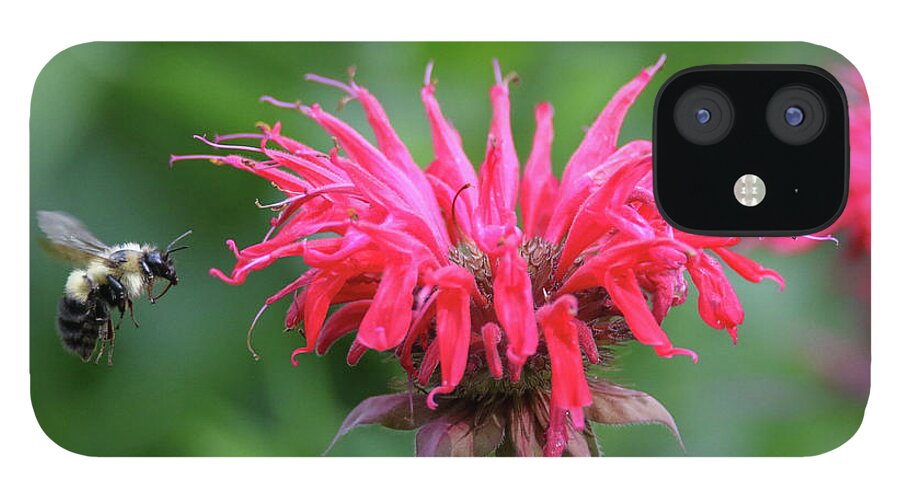 Bumble Bee iPhone 12 Case featuring the photograph Mr. Brumble and Bee Balm by Brook Burling
