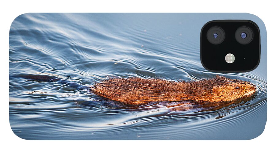 Heron Heaven iPhone 12 Case featuring the photograph Muskrat Speed Swiming by Ed Peterson