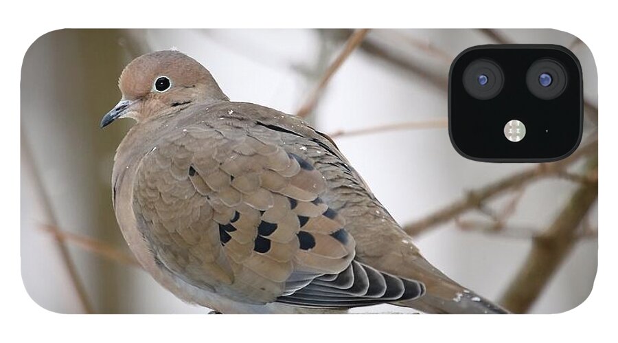 Mourning Dove iPhone 12 Case featuring the photograph My Little Turtledove by Andrea Lazar