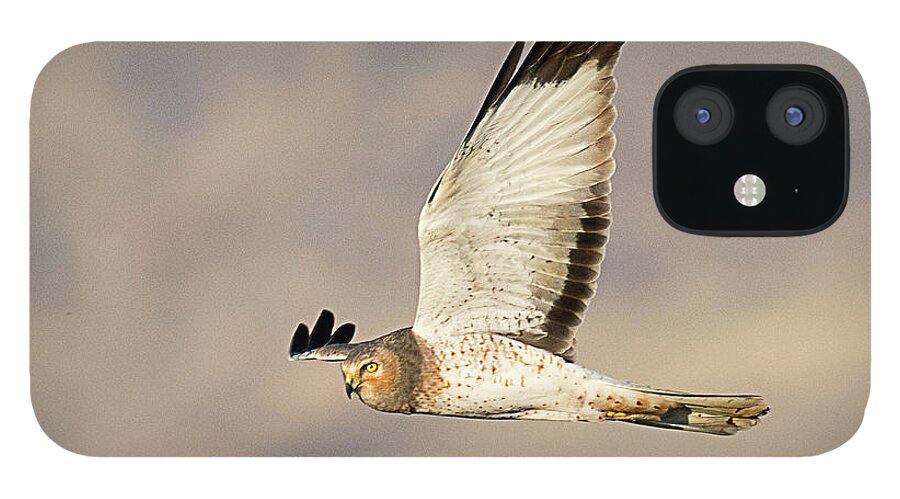 Bird iPhone 12 Case featuring the photograph Northern Harrier on the Wing by Dennis Hammer