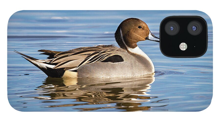 Mark Miller Photos iPhone 12 Case featuring the photograph Northern Pintail Duck by Mark Miller