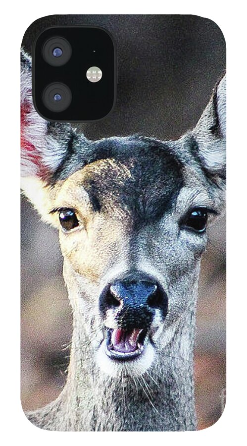 Wildlife iPhone 12 Case featuring the photograph Oh, Deer by Adam Morsa
