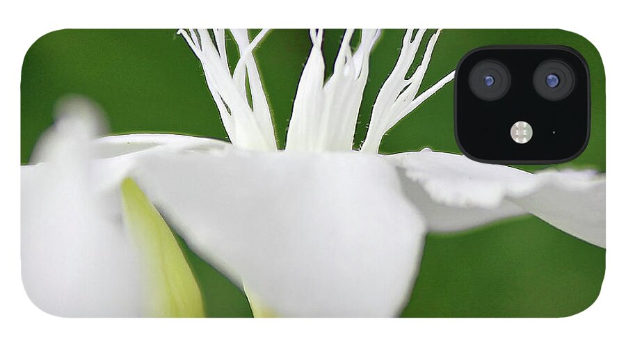 Oleander iPhone 12 Case featuring the photograph Oleander Ed Barr 2 by Wilhelm Hufnagl