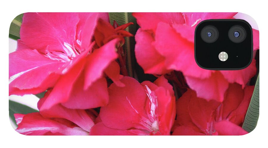 Oleander iPhone 12 Case featuring the photograph Oleander Geant des Batailles 1 by Wilhelm Hufnagl