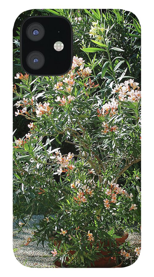 Oleander iPhone 12 Case featuring the photograph Oleander Petite Salmon 4 by Wilhelm Hufnagl