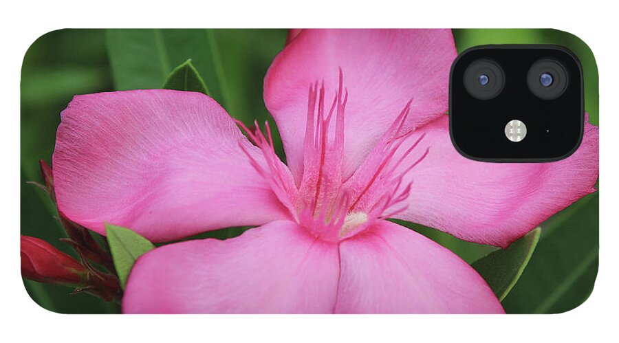 Oleande iPhone 12 Case featuring the photograph Oleander Professor Parlatore 2 by Wilhelm Hufnagl