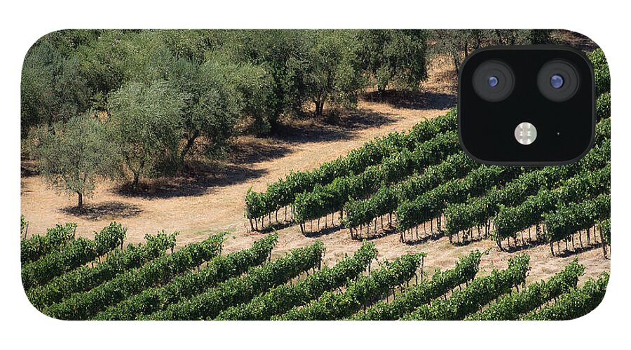 Montefioralle iPhone 12 Case featuring the photograph Olive Grove Meets Vineyard by Gary Karlsen