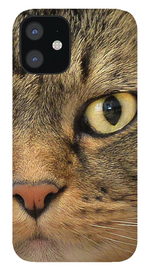 Kitty iPhone 12 Case featuring the photograph On The Prowl by Jennifer Grossnickle