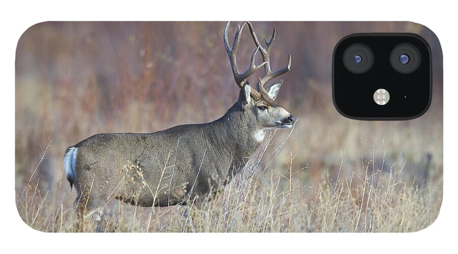 Buck iPhone 12 Case featuring the photograph On the River Bank by Douglas Kikendall