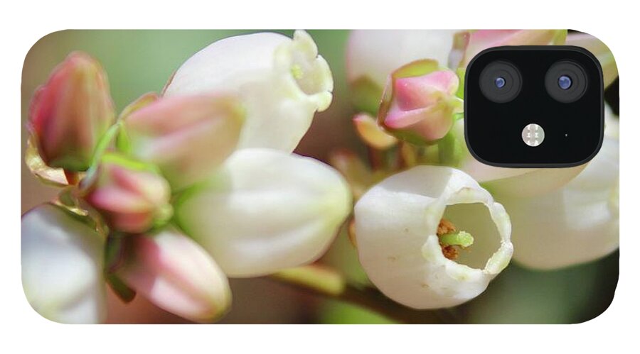 Photograph iPhone 12 Case featuring the photograph Oolala Blueberry Blooms April 18 2018 by M E