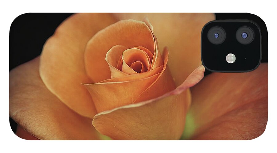 Roses iPhone 12 Case featuring the photograph Orange Cream by Elaine Malott