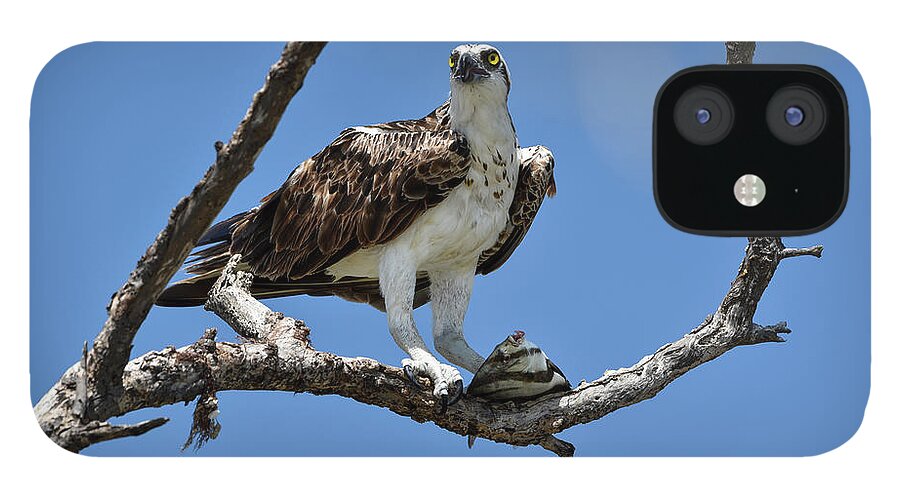 Osprey iPhone 12 Case featuring the photograph Osprey Perched with a Fish by Artful Imagery