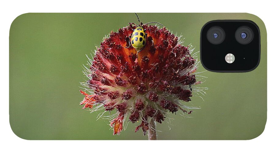 Nature iPhone 12 Case featuring the photograph Over the Top by Sheila Brown