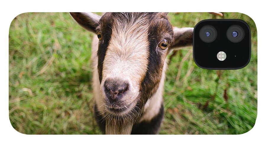Animals iPhone 12 Case featuring the photograph Oxford Goat by Alex Blondeau