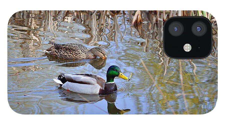 England iPhone 12 Case featuring the photograph Pair of Mallard Ducks by Rod Johnson