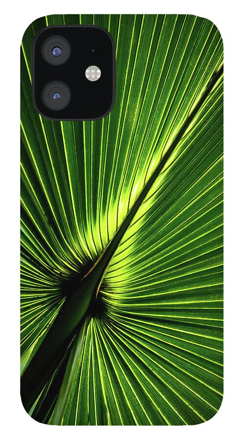 Nature iPhone 12 Case featuring the photograph Palm Tree with Back-light by Robert Mitchell