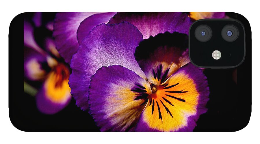 Pansies iPhone 12 Case featuring the photograph Pansies by Rona Black