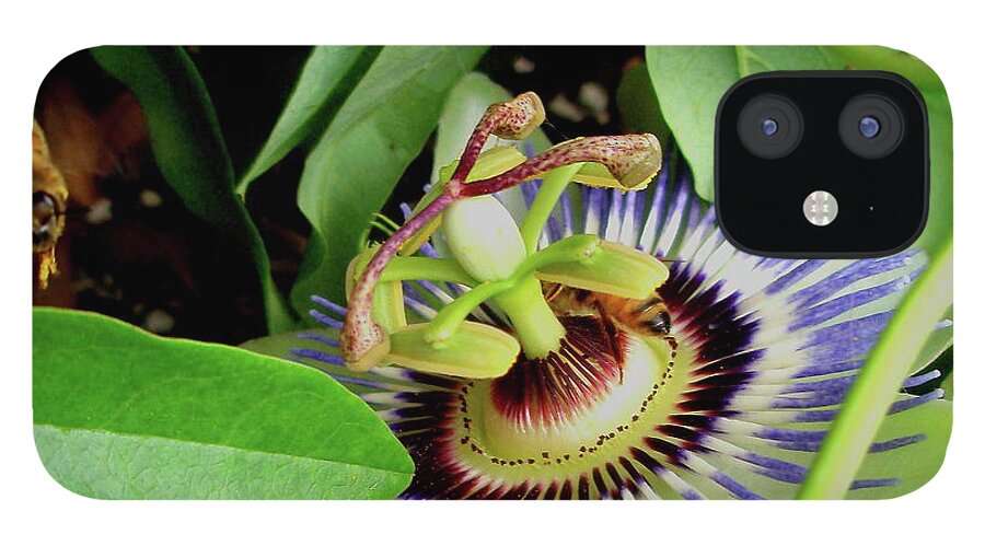 Passion Flower iPhone 12 Case featuring the photograph Passion Flower by Allen Nice-Webb