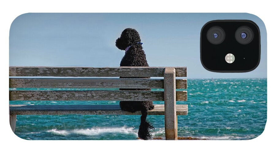 Portuguese Water Dog iPhone 12 Case featuring the photograph Patient Waiter by Robin-Lee Vieira