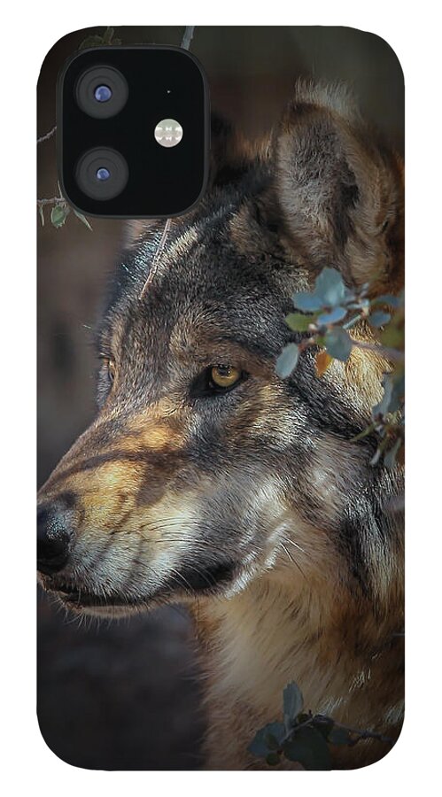Mexican Grey Wolves iPhone 12 Case featuring the photograph Peeking Out From The Shadows by Elaine Malott