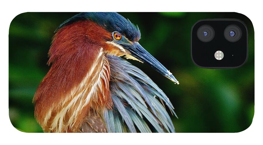 Little Green Heron iPhone 12 Case featuring the photograph Perched by Julie Adair