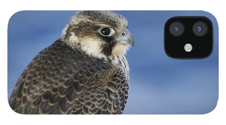 Falcon iPhone 12 Case featuring the photograph Peregrine falcon juvenile close up by Bradford Martin