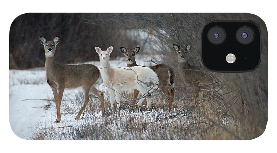 Whitetail Deer iPhone 12 Case featuring the photograph Perfect Blend by Brook Burling