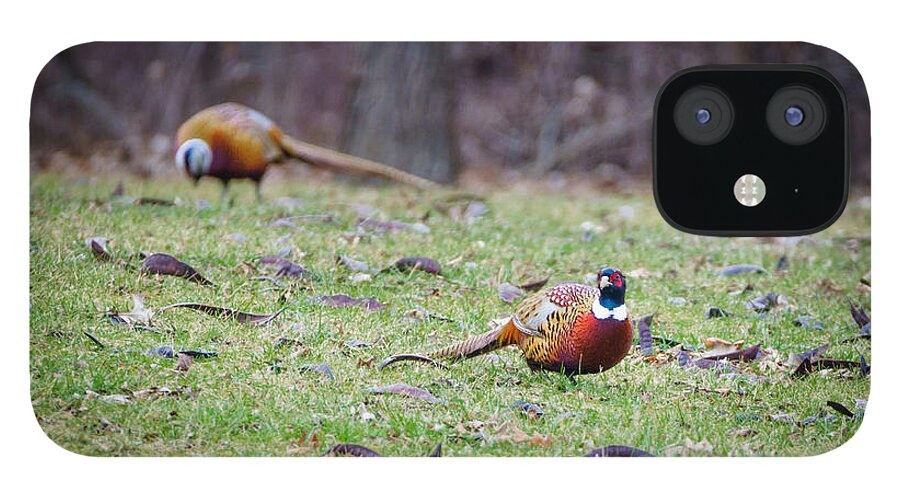 Ring-necked iPhone 12 Case featuring the photograph Pheasant Pair by Wild Fotos