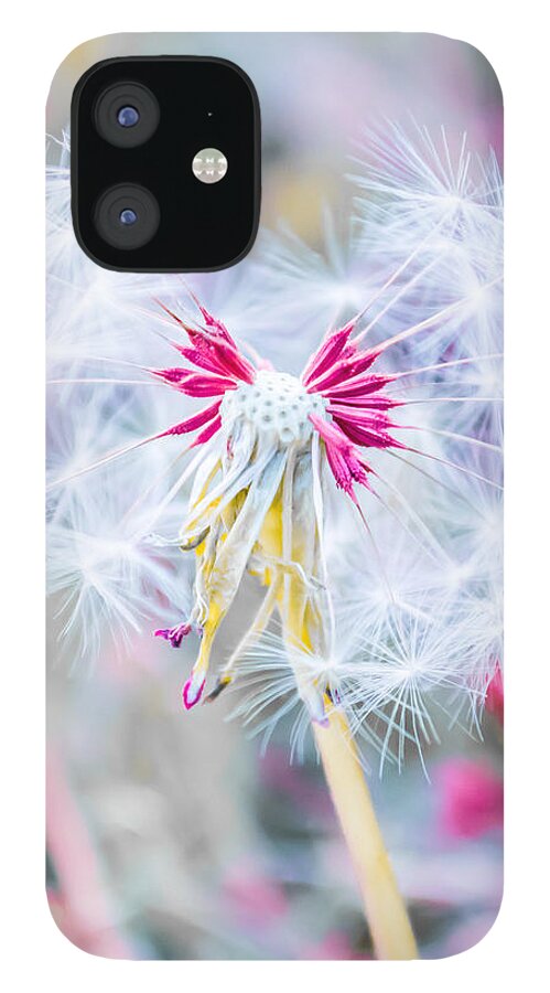 Pink iPhone 12 Case featuring the photograph Pink Dandelion by Parker Cunningham
