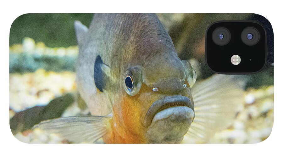 Amazon iPhone 12 Case featuring the photograph Piranha Behind Glass by SR Green