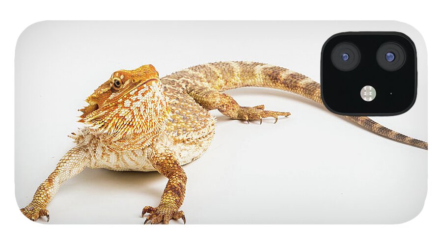 Australian iPhone 12 Case featuring the photograph Pogona isolated by Benny Marty