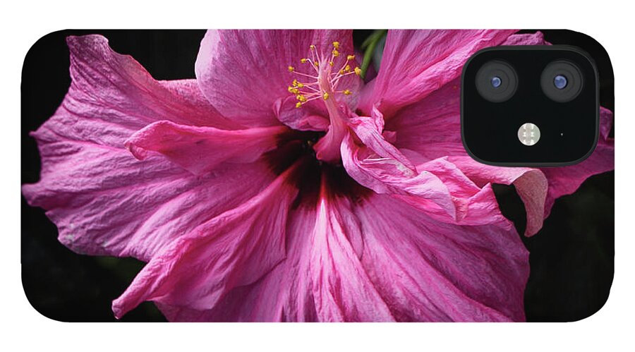 Botanical iPhone 12 Case featuring the photograph Prettiest in Pink by Venetia Featherstone-Witty