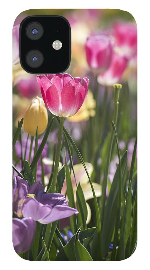 Tulips iPhone 12 Case featuring the photograph Pretty in Pink Tulips by Jeanne May