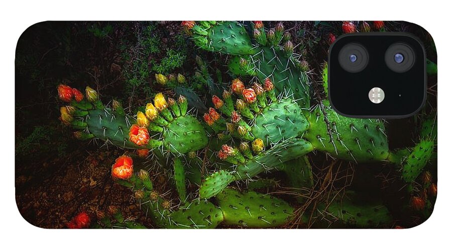 Cactus iPhone 12 Case featuring the photograph Pretty Prickly by Hans Brakob