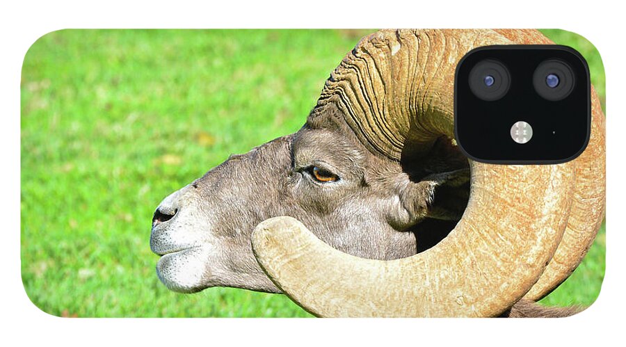Bighorn Sheep iPhone 12 Case featuring the photograph Profile of a Male Bighorn Sheep by Don Mercer
